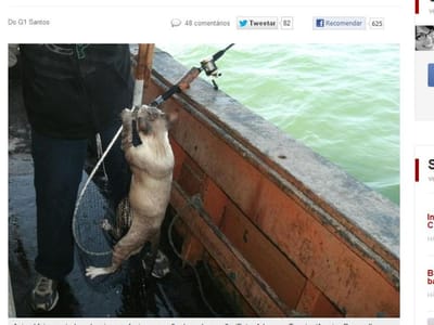 Homem «pesca» gato vivo em alto-mar - TVI