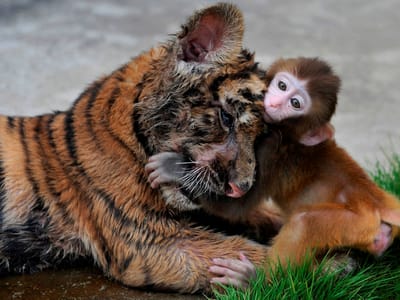 Quando a amizade nasce entre um macaco e um tigre... - TVI