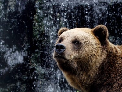 Portugal confirmou existência de urso pardo considerado extinto - TVI