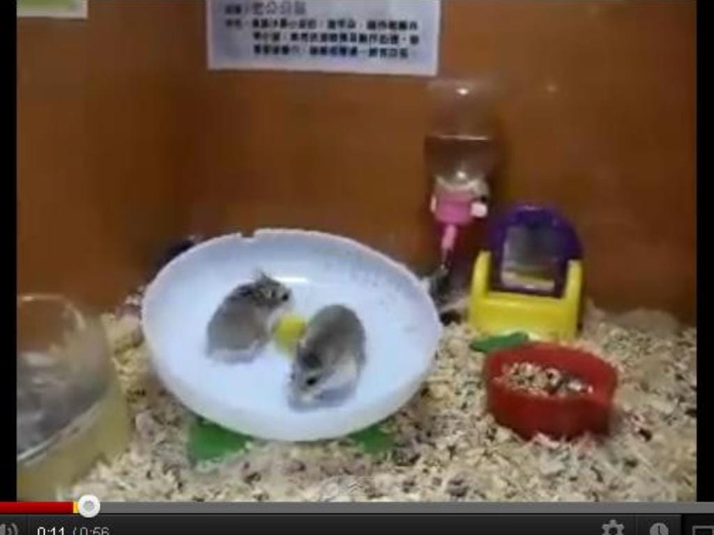 Dois hamsters num prato