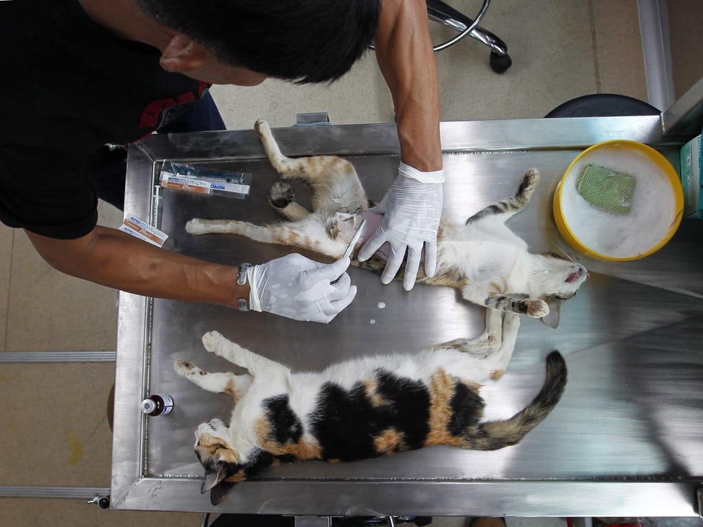 Animais no veterinário (Reuters)