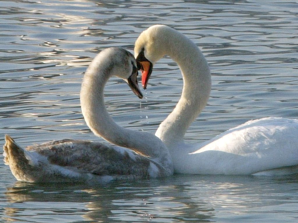 O amor está em todo o lado: Dois cisnes no dia dos namorados (Reuters)