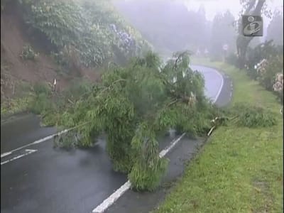 Mau tempo: queda de árvores nos Açores - TVI