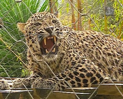 Mulher mata leopardo em luta - TVI