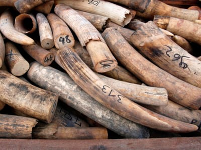 Homem tentou vender 29 presas de elefante em Moçambique - TVI