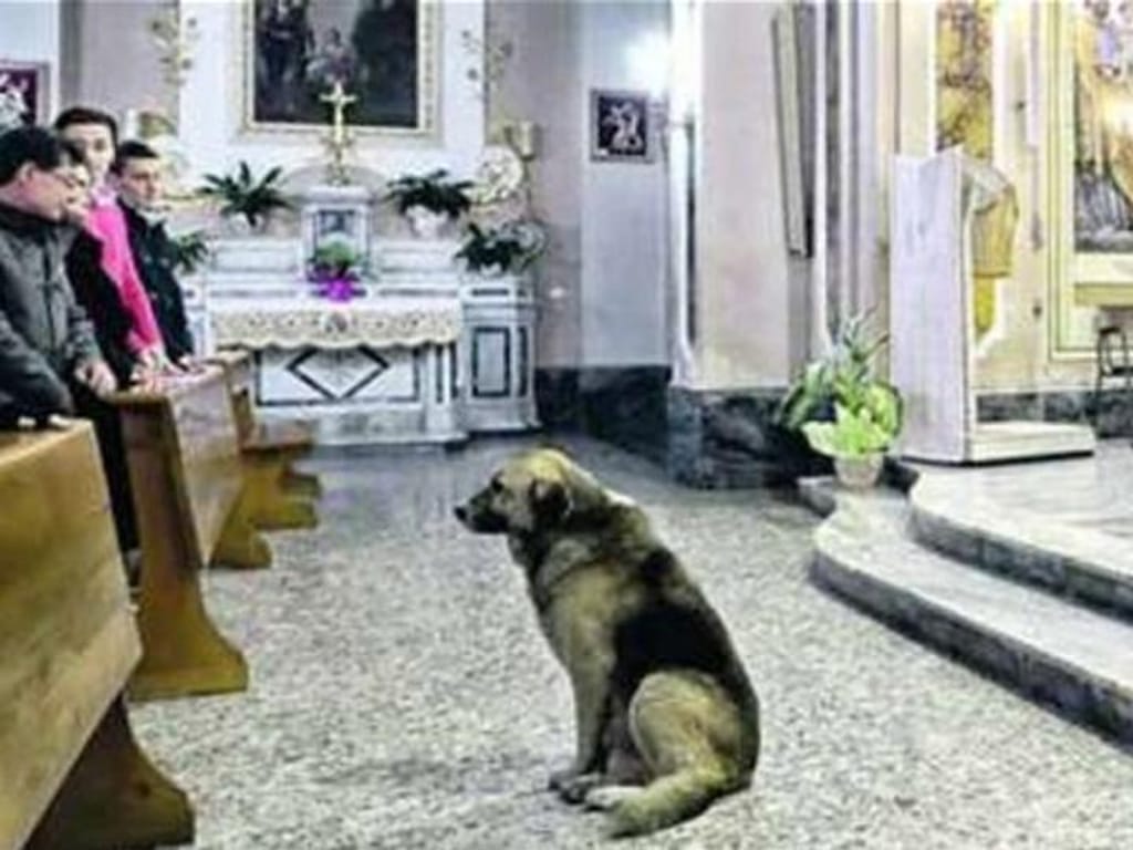 Cão vai todos os dias à missa desde que a dona morreu [Foto: Facebook]