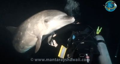 Golfinhos conseguem identificar-se pelo «nome» - TVI