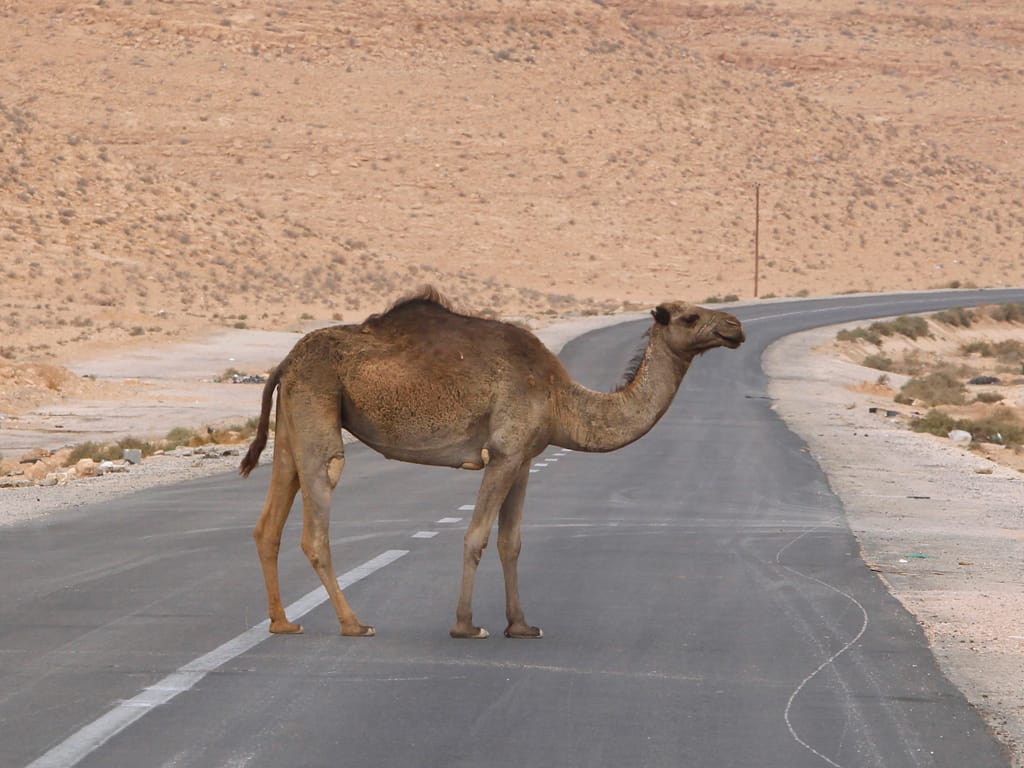 Camelo atravessa uma estrada em Bani Walid (Reuters)