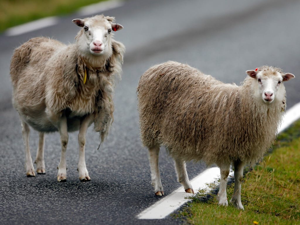 Ovelhas atravessam uma estrada perto da aldeia de Funningur (Reuters)
