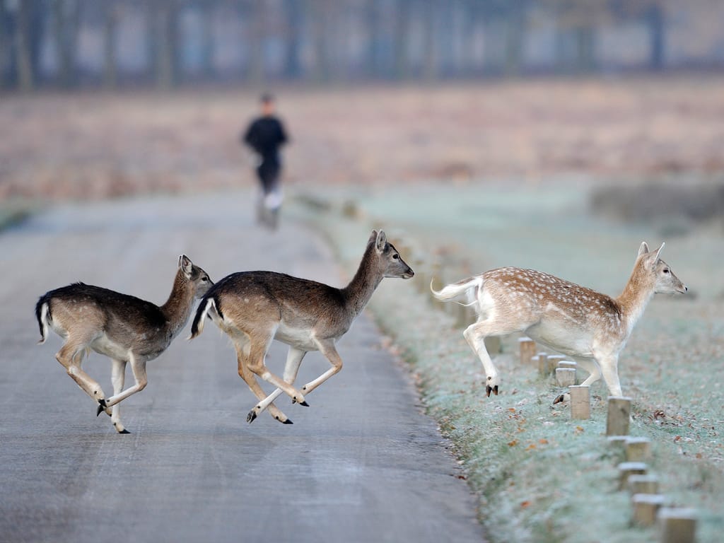 Veados atravessam uma estrada em Richmond Park (Reuters)