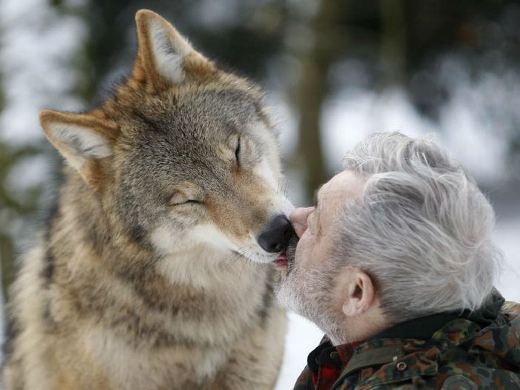 Werner Freund, o homem que vive com os lobos (REUTERS/Lisi Niesner)