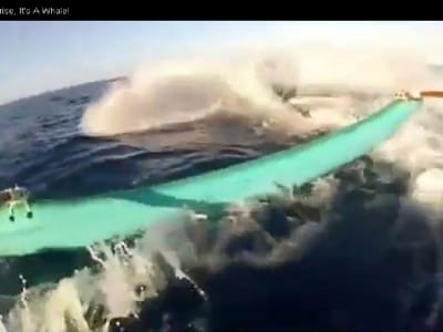 Vídeo: baleia aparece de repente e levanta barco - TVI
