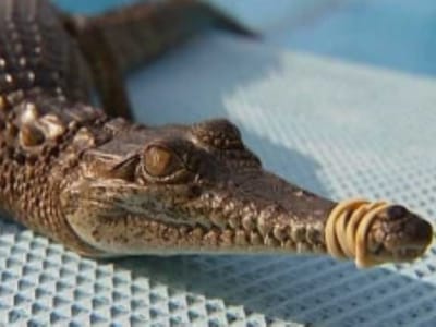 Jovem atacado por crocodilo na Austrália - TVI