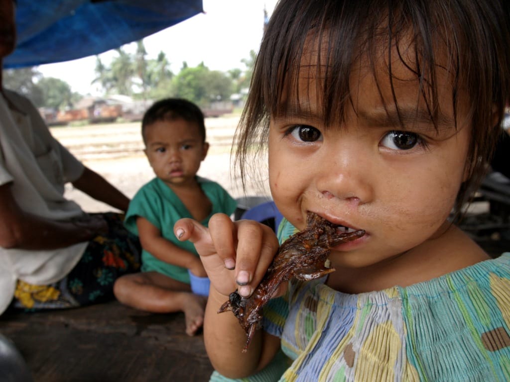 Uma criança de quatro anos come ratazana assada. A venda deste alimento aumentou na Ásia, desde que surgiu a Gripe das Aves (REUTERS/Chor Sokunthea)