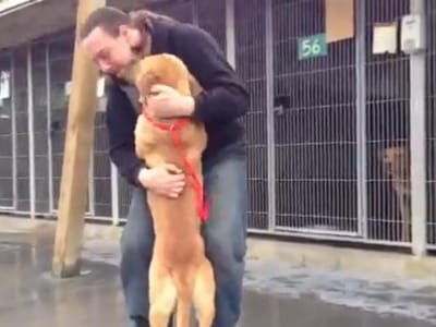 Homem recupera cão por causa de foto no Facebook - TVI