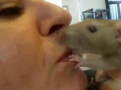 Mulher separa-se do marido pelo amor aos ratos - TVI