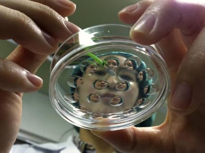 Óvulos humanos desenvolvidos pela primeira vez em laboratório - TVI