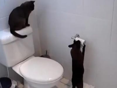 Vídeo com asneiras de gatos é viral - TVI