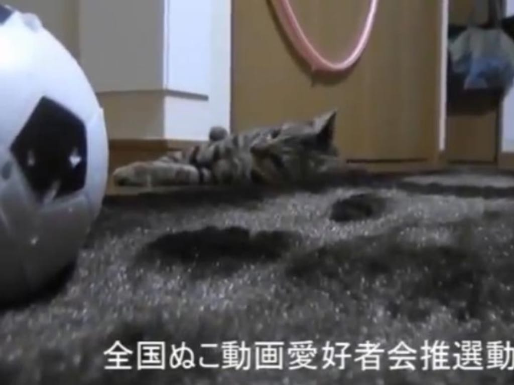 Gato faz de guarda-redes em novo vídeo