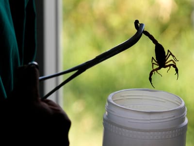 Mulher encontra escorpião em saco de bananas - TVI