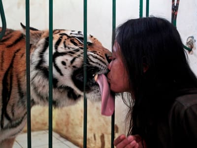 E se um tigre lhe der um beijo, isso é... - TVI