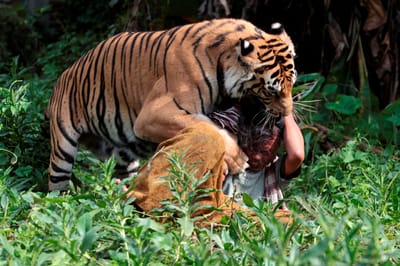 Pescador sobrevive a três ataques de tigres selvagens - TVI