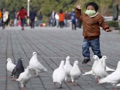 Quase um milhão de aves abatidas no Japão por surto de gripe - TVI