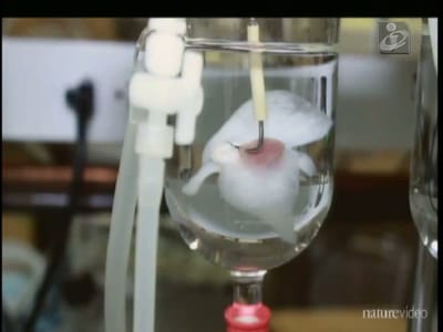 Cientistas criam rim novo em laboratório - TVI