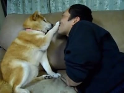 Esta cadela «diz não» aos beijos do dono - TVI