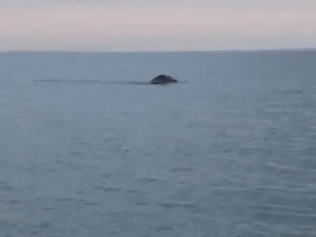 Monstro de Loch Ness pode ter sido filmado (Reprodução Youtube)