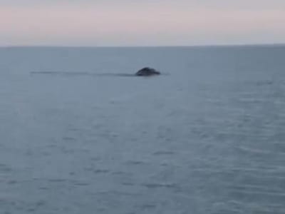 Monstro Loch Ness pode ter sido filmado na Irlanda - TVI