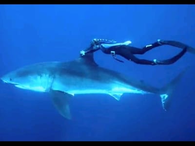 Tubarão mata jovem de 15 anos - TVI
