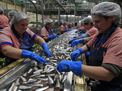 "Temos que comer menos sardinha", defende associação de ciências marinhas - TVI