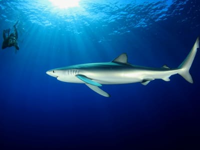 Aumentam tubarões com duas cabeças e ninguém sabe porquê - TVI