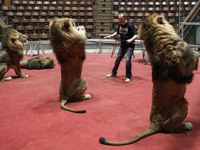 Parlamento aprova fim do uso de animais selvagens no circo - TVI