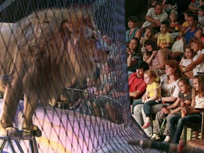 PAN quer que Governo efetive proteção dos animais de circo - TVI