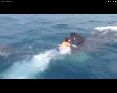 Este rapaz conseguiu apanhar boleia de um tubarão - TVI