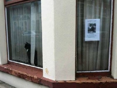 Gato desaparecido fotografado à janela de casa - TVI