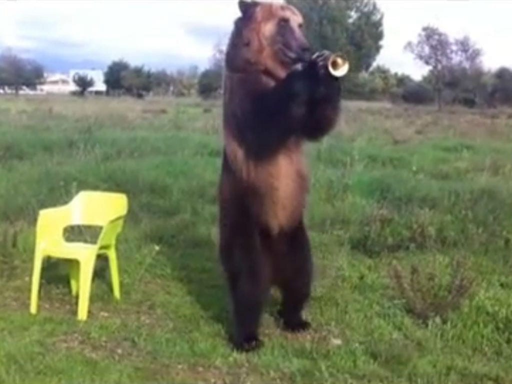 Urso toca trompete (Youtube/Reprodução)