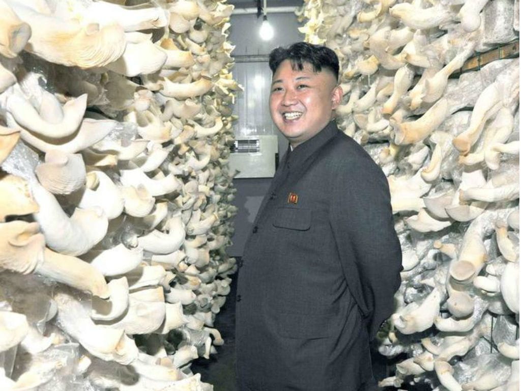 Kim Jong Un satisfeito com cogumelos que viu numa quinta que visitou (REUTERS/KCNA )