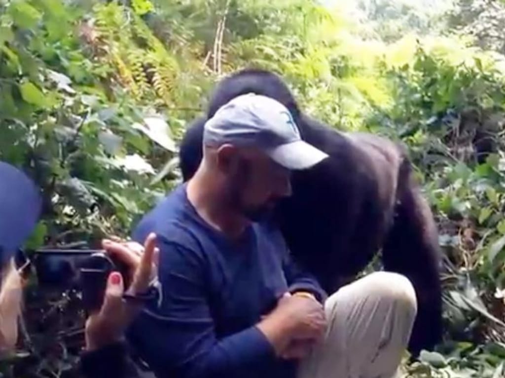 «Beijo» do gorila no seu dia de anos