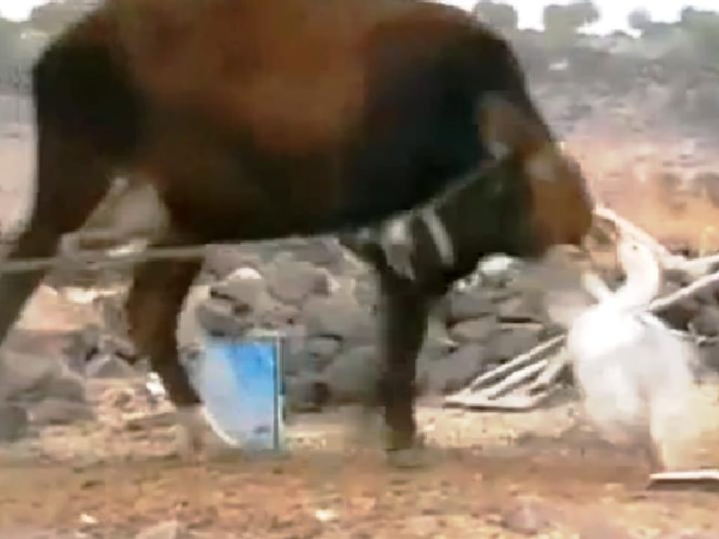 Ganso furioso ataca vaca numa luta