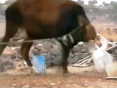 Vídeo: Ganso furioso ataca vaca indefesa - TVI