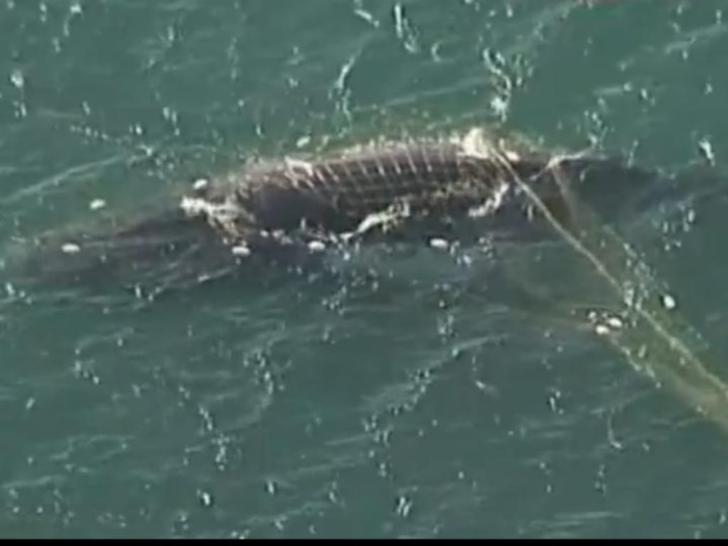 Baleia ficou presa em rede para tubarões