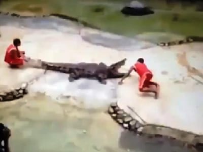 Crocodilo ataca treinador e morde-o na cabeça - TVI