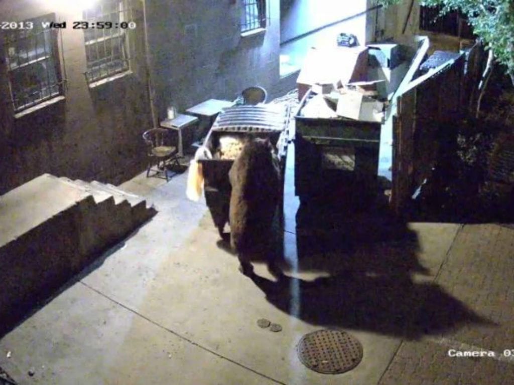 Urso transporta o contentor do lixo (Reprodução/Youtube)