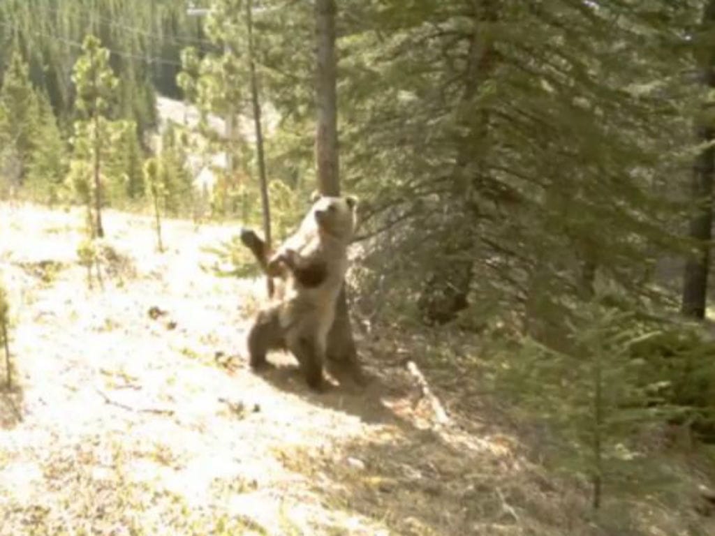 Urso a dançar «poledance» [Reprodução Youtube]