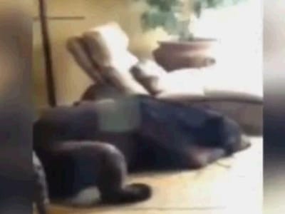 Vídeo: urso invade casa e adormece lá dentro - TVI