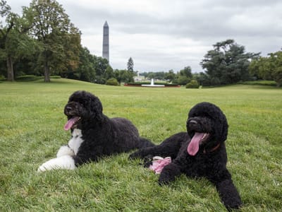 Há mais um cão de água português na Casa Branca - TVI