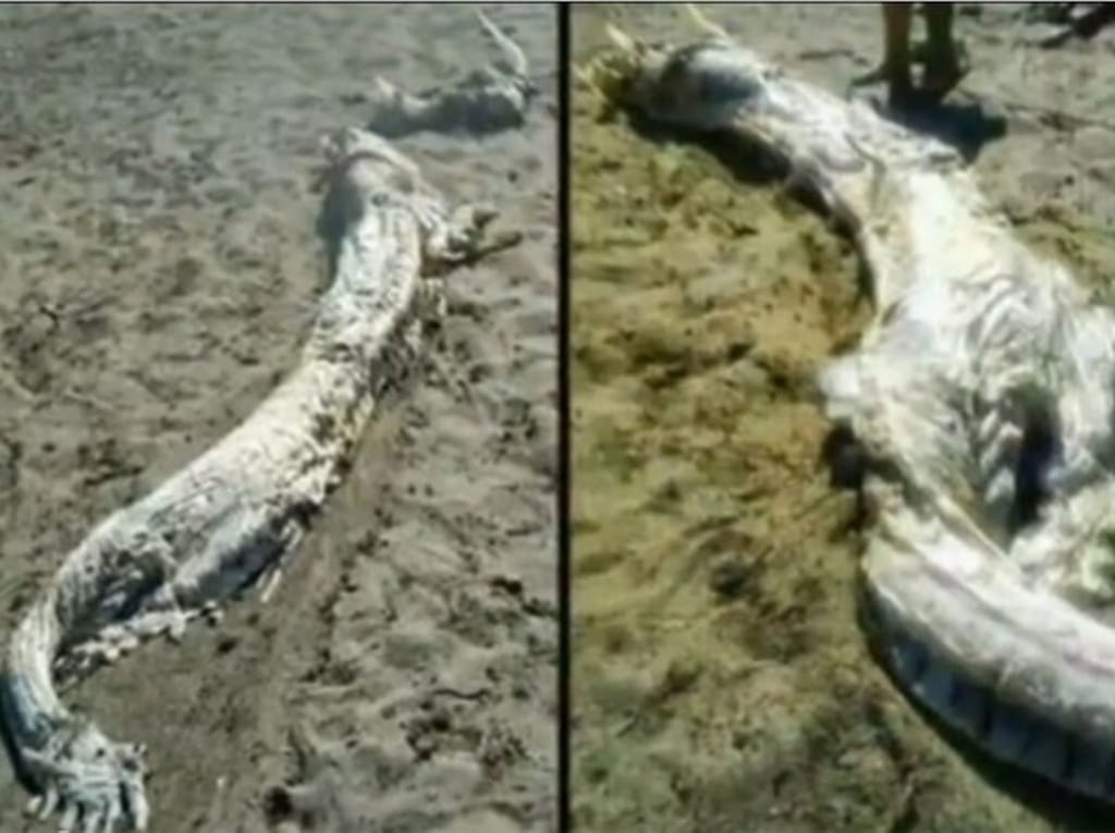 Criatura estranha encontrada em praia espanhola (Reprodução Youtube)